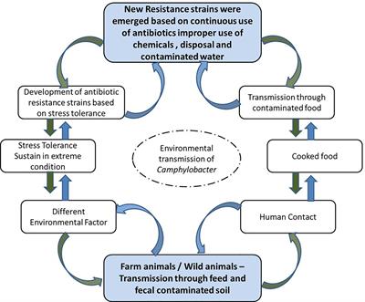 Review on Stress Tolerance in Campylobacter jejuni